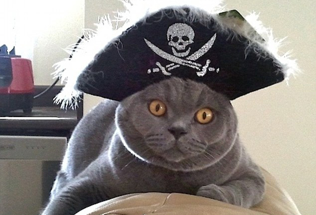 Chat-pirate